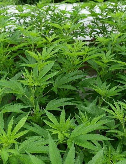 Unlock continuous cannabis yields with Monster Cropping. Learn this advanced technique for taking and re-vegging flowering clones for bushier, bigger harvests.