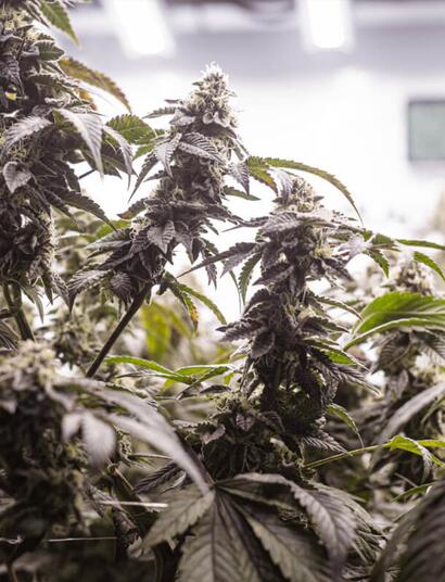 how to prepare for harvest of cannabis