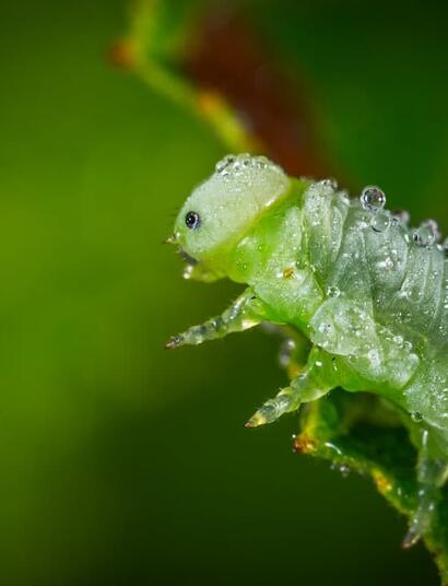green caterpillar against a green-brown background, caterpillars are common pests in cannabis gardens.