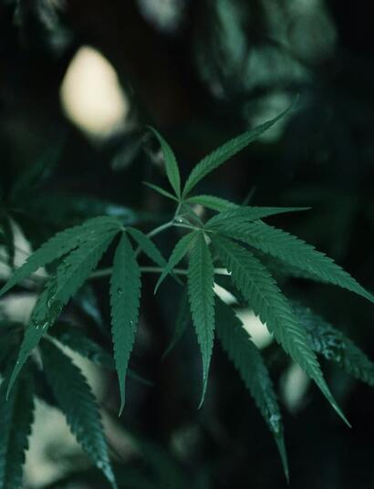 Read more how to use medical marijuana for chronic pain, nerve discomfort, and inflammation. Learn cannabinoid ratios, terpenes, dosing, and delivery methods. 