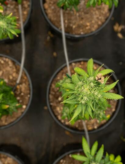 Learn how to properly water cannabis plants, improve root health, avoid overwatering, manage water quality, and maintain healthy and bountiful plant growth. 