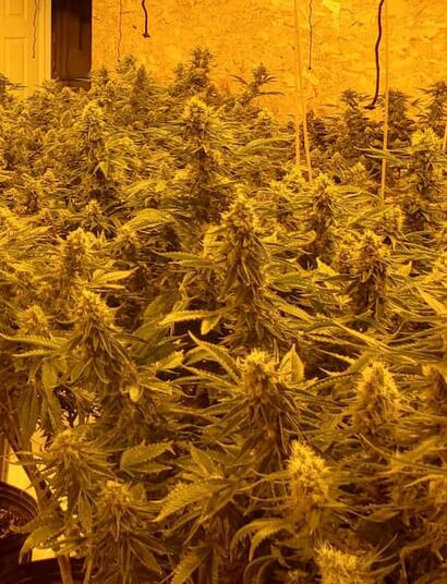 Boost cannabis yields by up to 300% in 2026. Learn how hydroponic systems such as DWC and NFT offer a superior control and faster growth than growing in soil.