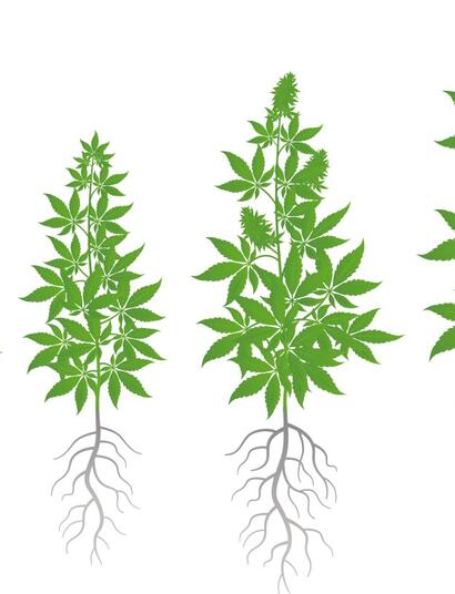 Nuevos descubrimientos sobre el microbioma del cannabis