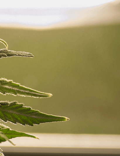 Vegeta, flora y cosecha en espacio reducido a 12/12