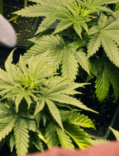 ¿Qué agua es la mejor en el cultivo de cannabis?