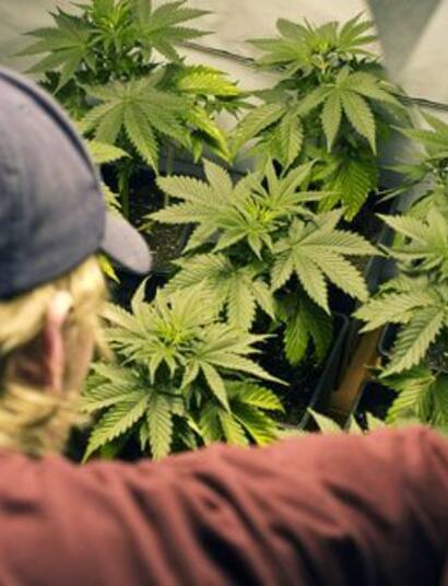 ¿Qué hacer si la policía llega al cultivo de cannabis?