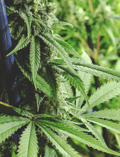 Poda y hongos en la marihuana, cortar para crecer