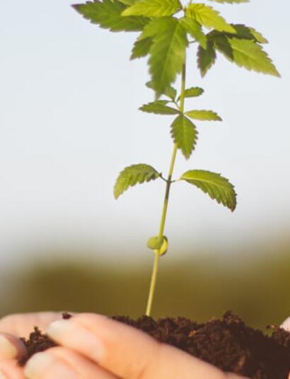 La búsqueda de la felicidad y la importancia de los cannabinoides