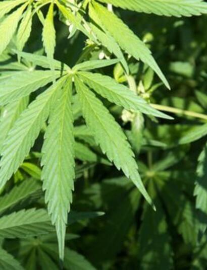 Niveles de electroconductividad en el cultivo de cannabis