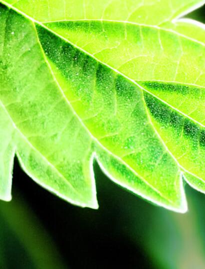 La frutilla de la torta