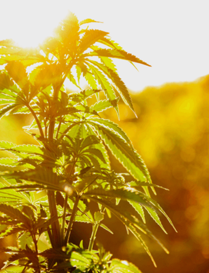 Contaminantes del cannabis en EEUU