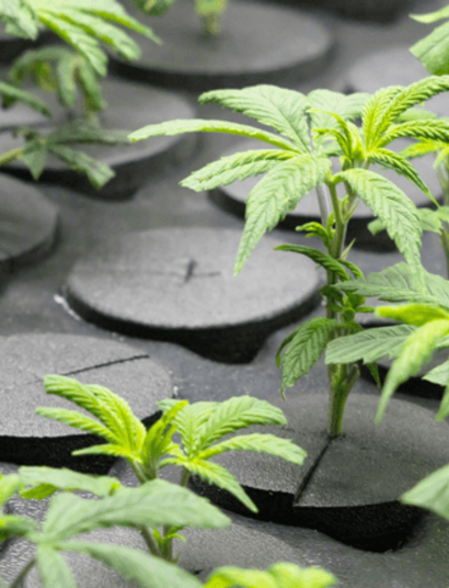 Mantenimiento de plantas madres de cannabis: carencias, podas, esquejes.