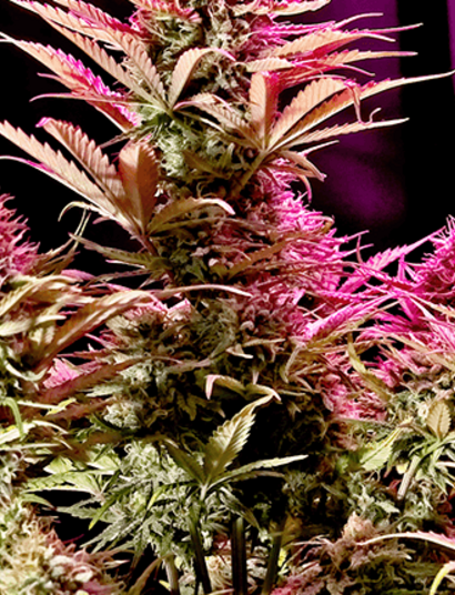 Cómo elegir una lámpara de cultivo