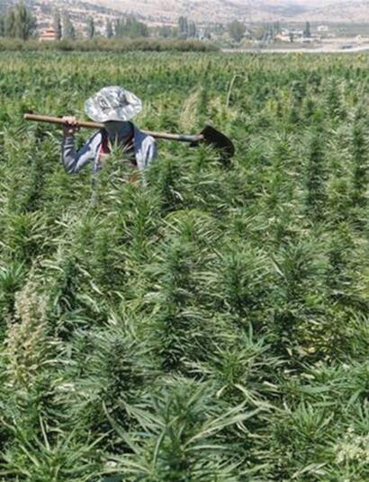 Il Libano diventa il primo Paese arabo a legalizzare la coltivazione di cannabis per uso medico nel tentativo di superare la crisi economica