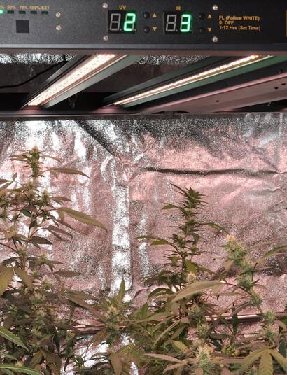 Luminaria LED profesional para cultivo de marihuana con canales para ajustar el espectro lumínico
