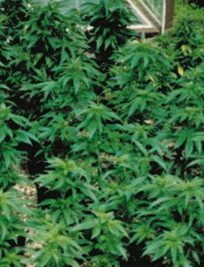 La historia del cannabis en Europa