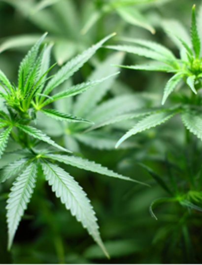 Easy Weed Delivery: Convenient Access for Cannabis Users