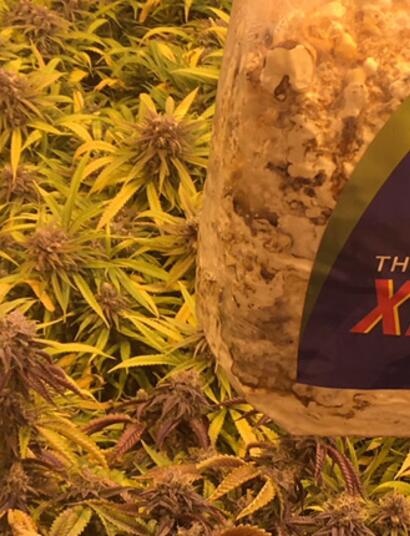 ¿El CO2 ayuda con los clones y el enraizamiento?