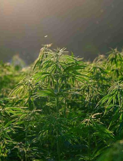 New Buffalo Cannabis: Understanding THC, CBD & Products