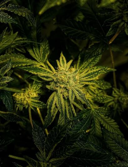 Could Indiana move toward ending cannabis prohibition? Explore Rep. Mitch Gore’s 2026 bill to legalize 2oz possession and personal home grow for Hoosiers.