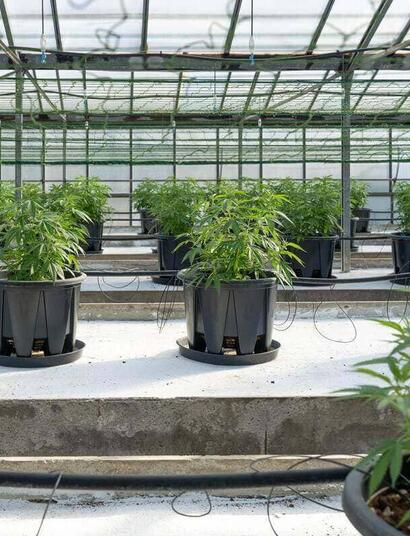 differences between Indica and Sativa cannabis