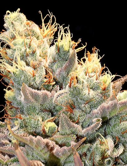 Schon wieder: Cannabis &amp; Hirnschäden