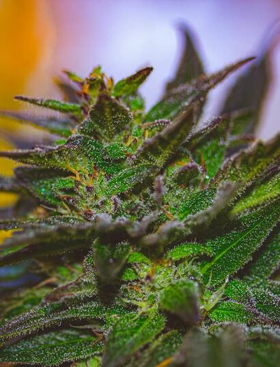 Learn how to boost indoor cannabis yields and fragrance. Master PPFD, late-stage temperature drops, sulfur inputs and EC tapering for maximum terpene profiles. 