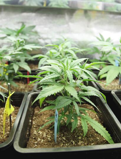 Cannabis indoor in terra?