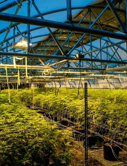As federal reform nears, patent trolls are targeting successful cannabis brands with costly lawsuits. Learn how these IP threats work and how operators adapt.