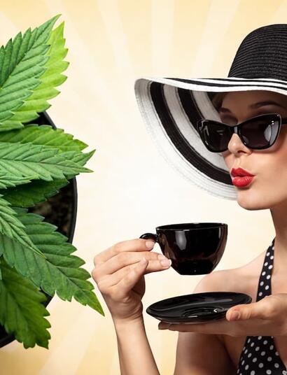 From long-lasting pain relief to neuroprotection, explore the multiple benefits of using cannabis tea. Includes a step-by-step guide for home brewing pot tea. 