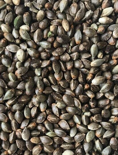 is it better to use cannabis seed or clones? 