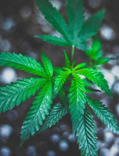 Can you legally grow cannabis at home in 2026? From California to Florida, discover which US states allow home cultivation for recreational or medicinal use.