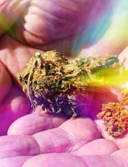 El Banco de Semillas de Cannabis Más Antiguo del Mundo Rinde Homenaje a la activista francesa de 73 años con su propia variedad