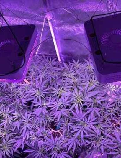 Desventajas en lámparas de alta intensidad para marihuana