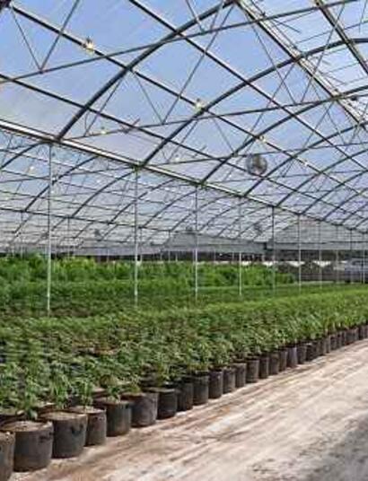 Preventing Salt Accrual In Your Growing Medium