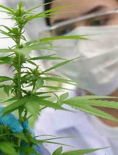 EL COGOLLO COMO UNA FINA PIEZA DE JOYERÍA