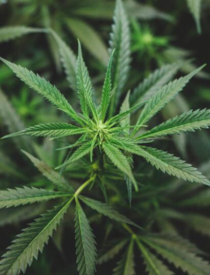 Successo del Medical Cannabis Bike Tour 2016