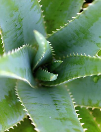 Aloe vera protegge la cannabis