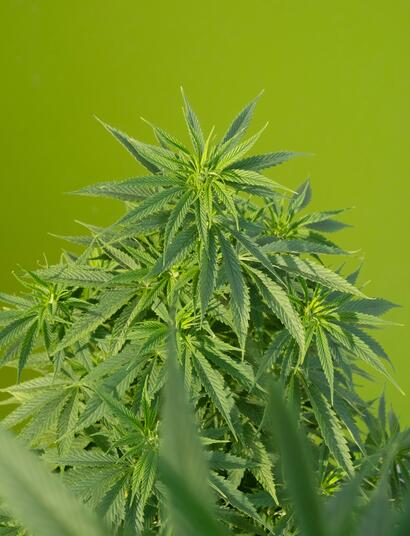 Cómo aprovechar el año al máximo para cultivar marihuana