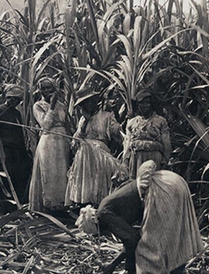 Jamaica, donde la planta se hizo dios