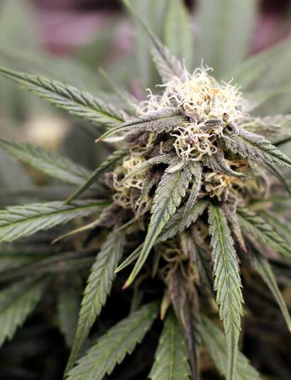 Grazie a Jamie Edwards di Unsplash per la foto