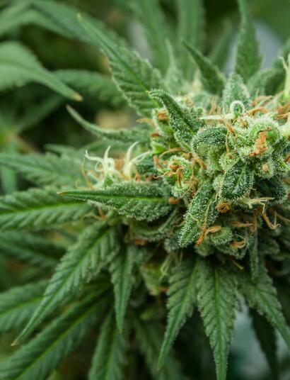 Cannabis as painkiller