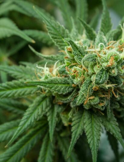 Hilft Cannabis bei ADHS?
