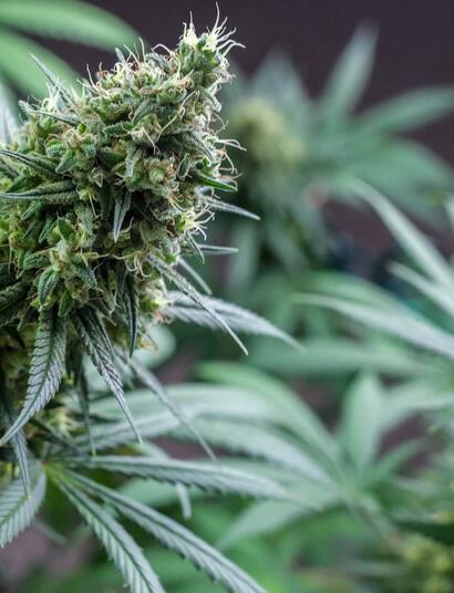 ¿Cómo-se-forman-los-cogollos?