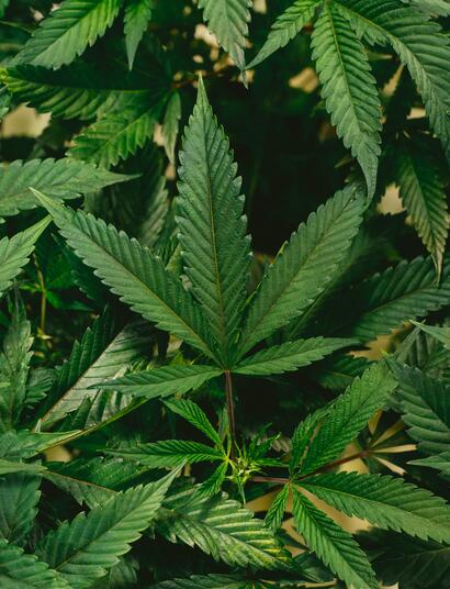 Gorilla Glue #1 : La Dernière Variété De Cannabis Assommante De Zamnesia