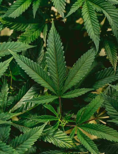 Guía de cultivo de Moby Dick XXL Auto