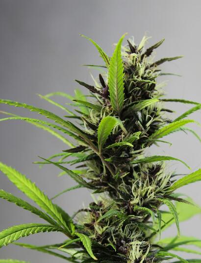 Factores-estresantes