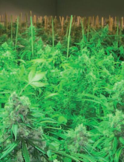 Op weg naar een duurzaam cannabisbeleid - Join us