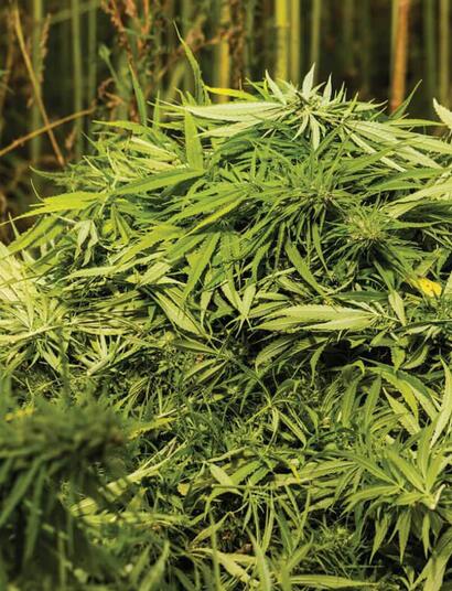 Rahm Backs Smaller Penalties for Chicago Pot Users