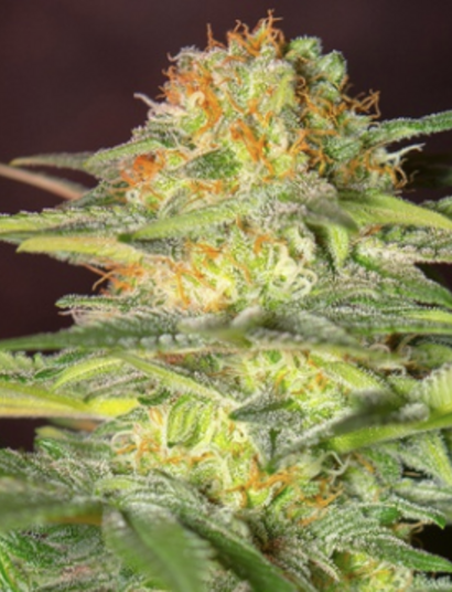 Killer Kush